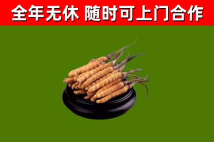 双峰回收冬虫夏草