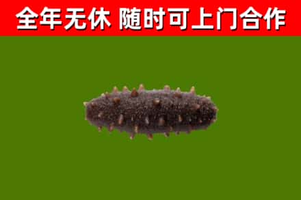 双峰回收海参干